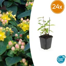 Garden basics 24x Hypericum inodorum 'Annebel' - ↕10-25cm - Ø9cm (50442)