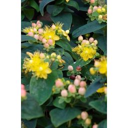 Garden basics 24x Hypericum inodorum 'Annebel' - ↕10-25cm - Ø9cm (50442)