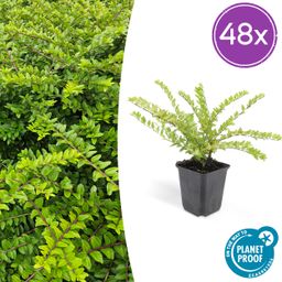 Garden basics 48x Lonicera nit. 'Maigrün' - ↕10-25cm - Ø9cm (50333)