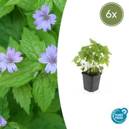 Garden basics 6x Geranium nodosum - ↕10-25cm - Ø9cm (47806)