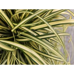 Garden basics 12x Carex oshim. 'Evergold' - ↕10-25cm - Ø9cm (47652)