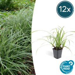 Garden basics 12x Carex morrowii 'Ice Dance' - ↕10-25cm - Ø9cm (47640)