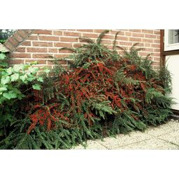 Garden basics 48x Cotoneaster horizontalis - ↕10-25cm - Ø9cm (50397)