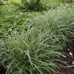 Garden basics 12x Carex morrowii 'Ice Dance' - ↕10-25cm - Ø9cm (47640)