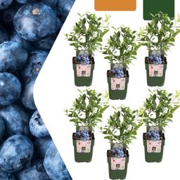 Premium basics 6 x Bosbessenplanten BIO - Ø 13 cm - ↨ 20 cm (48364)