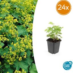 Garden basics 24x Alchemilla mollis - ↕10-25cm - Ø9cm (50274)