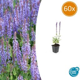 Garden basics 60x Salvia nem. 'Caradonna' - ↕10-25cm - Ø9cm (47989)