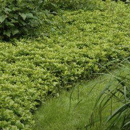 Garden basics 48x Pachysandra term. 'Green Carpet' - ↕10-25cm - Ø9cm (50339)