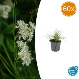 Garden basics 60x Luzula nivea - ↕10-25cm - Ø9cm (47925)