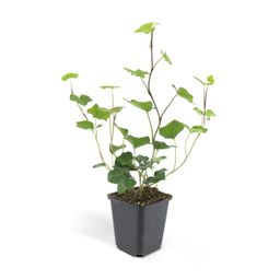 Garden basics 48x Hedera Hibernica - ↕10-25cm - Ø9cm (50325)