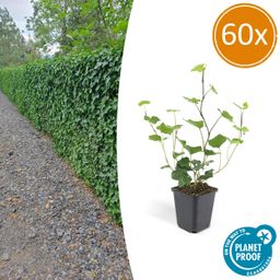 Garden basics 60x Hedera Hibernica - ↕10-25cm - Ø9cm (46933)