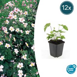 Garden basics 12x Anemone tom. 'Robustissima' - ↕10-25cm - Ø9cm (47585)