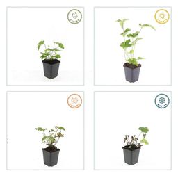 Garden basics 12x Anemone tom. 'Robustissima' - ↕10-25cm - Ø9cm (47585)