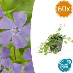 Garden basics 60x Vinca minor - ↕10-25cm - Ø9cm (47004)