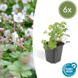 Garden basics 6x Geranium cant. 'Biokovo' - ↕10-25cm - Ø9cm (47767)
