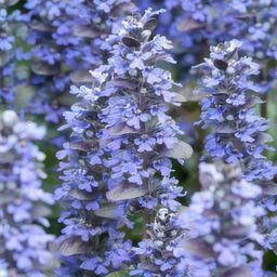Garden basics 60x Ajuga reptans - ↕10-25cm - Ø9cm (46863)