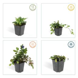 Garden basics 60x Ajuga reptans - ↕10-25cm - Ø9cm (46863)