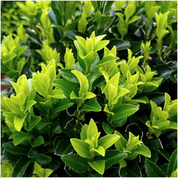 Plants by frank 72 x Euonymus 'Green Spire' - 72 x Ø 7 cm - ↨ 15 cm (8721001422449)