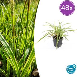 Garden basics 48x Carex morrowii 'Aureovariegata' - ↕10-25cm - Ø9cm (50381)