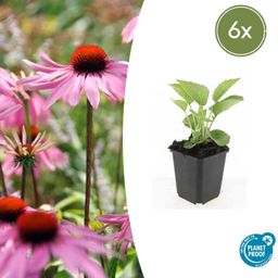 Garden basics 6x Echinacea p. 'Magnus' - ↕10-25cm - Ø9cm (47682)