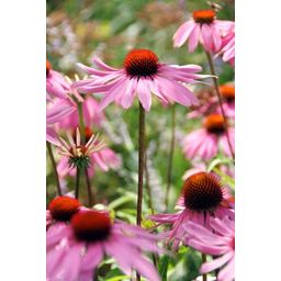 Garden basics 6x Echinacea p. 'Magnus' - ↕10-25cm - Ø9cm (47682)