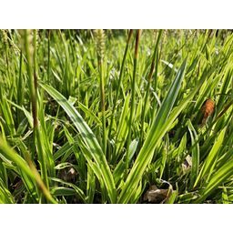 Garden basics 48x Carex morrowii 'Aureovariegata' - ↕10-25cm - Ø9cm (50381)