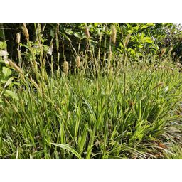 Garden basics 48x Carex morrowii 'Aureovariegata' - ↕10-25cm - Ø9cm (50381)