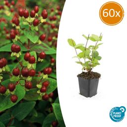 Garden basics 60x Hypericum inodorum 'Beauty' - ↕10-25cm - Ø9cm (47845)