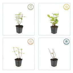 Garden basics 60x Hypericum inodorum 'Beauty' - ↕10-25cm - Ø9cm (47845)