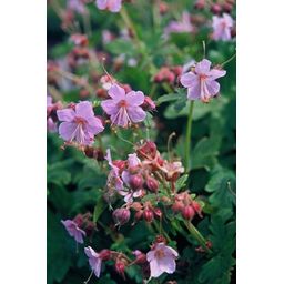 Garden basics 6x Geranium macrorrhizum - ↕10-25cm - Ø9cm (47797)