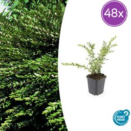 Garden basics 48x Lonicera pileata 'Purple Pearl' - ↕10-25cm - Ø9cm (50481)