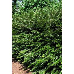 Garden basics 48x Lonicera pileata 'Purple Pearl' - ↕10-25cm - Ø9cm (50481)