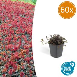 Garden basics 60x Acaena microphylla 'Kupferteppich' - ↕10-25cm - Ø9cm (46857)