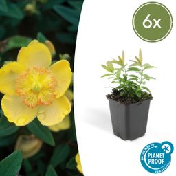 Garden basics 6x Hypericum calycinum - ↕10-25cm - Ø9cm (46939)