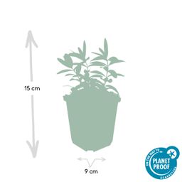 Garden basics 6x Hypericum calycinum - ↕10-25cm - Ø9cm (46939)