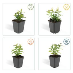 Garden basics 6x Hypericum calycinum - ↕10-25cm - Ø9cm (46939)