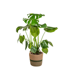 Monstera Deliciosa Tauerii met mand Ø21cm - ↕70 (48789)