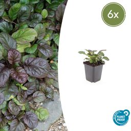 Garden basics 6x Ajuga reptans 'Catlin's Giant' - ↕10-25cm - Ø9cm (47574)