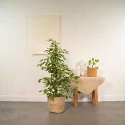 Ficus benjamina Goldenking - Mand Selin (8720634289610)