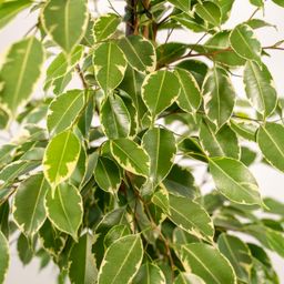 Ficus benjamina Goldenking - Mand Selin (8720634289610)