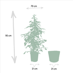 Ficus benjamina Goldenking - Mand Selin (8720634289610)