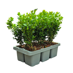 Plants by frank 12 x 6-Pack Buxus NewGen Freedom – Winterharde Groenblijvende Struiken 72 x Ø7 cm | Compacte Buxus (50238)