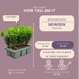 Plants by frank 12 x 6-Pack Buxus NewGen Freedom – Winterharde Groenblijvende Struiken 72 x Ø7 cm | Compacte Buxus (50238)