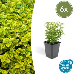 Garden basics 6x Euonymus fort. 'Emerald 'n Gold’ - ↕10-25cm - Ø9cm (46909)
