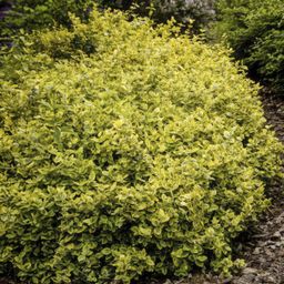 Garden basics 6x Euonymus fort. 'Emerald 'n Gold’ - ↕10-25cm - Ø9cm (46909)