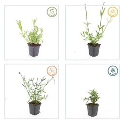 Garden basics 60x Verbena bonariensis - ↕10-25cm - Ø9cm (46999)
