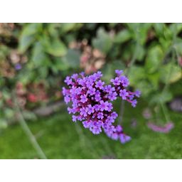 Garden basics 60x Verbena bonariensis - ↕10-25cm - Ø9cm (46999)