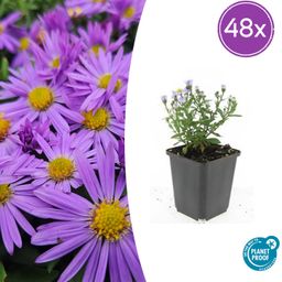 Garden basics 48x Aster (D) 'Prof. Anton Kippenberg' - ↕10-25cm - Ø9cm (50369)
