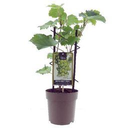 PROMO - Vitis Muskaat de Alexandrie -Ø15cm (49573)
