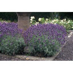 Garden basics 12x Lavandula ang. 'Dwarf Blue' - ↕10-25cm - Ø9cm (47872)